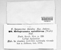 Melogramma spiniferum image